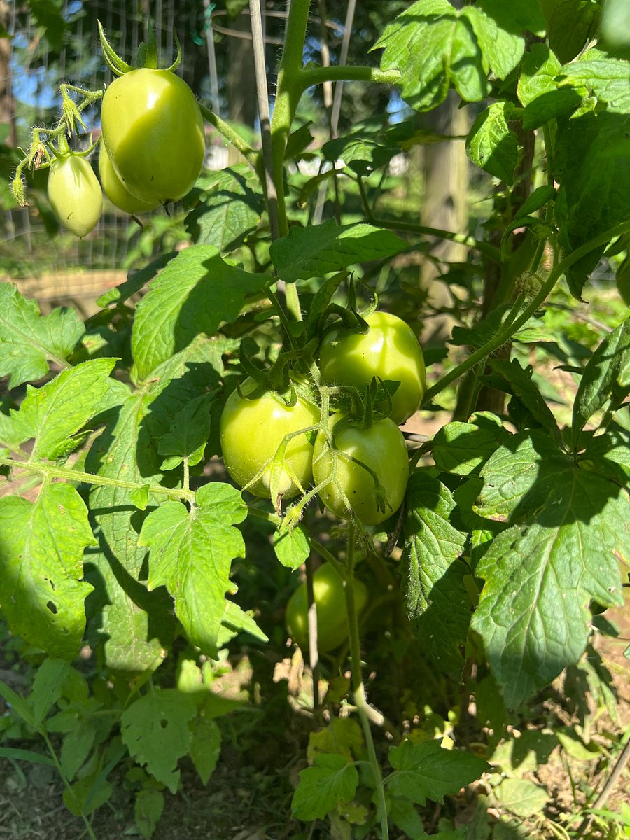 Plum tomatoes