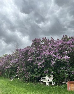 These lilacs on the ranch are over 100 years old!