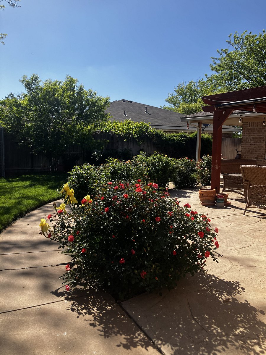 Back patio surrounded by rose bushes