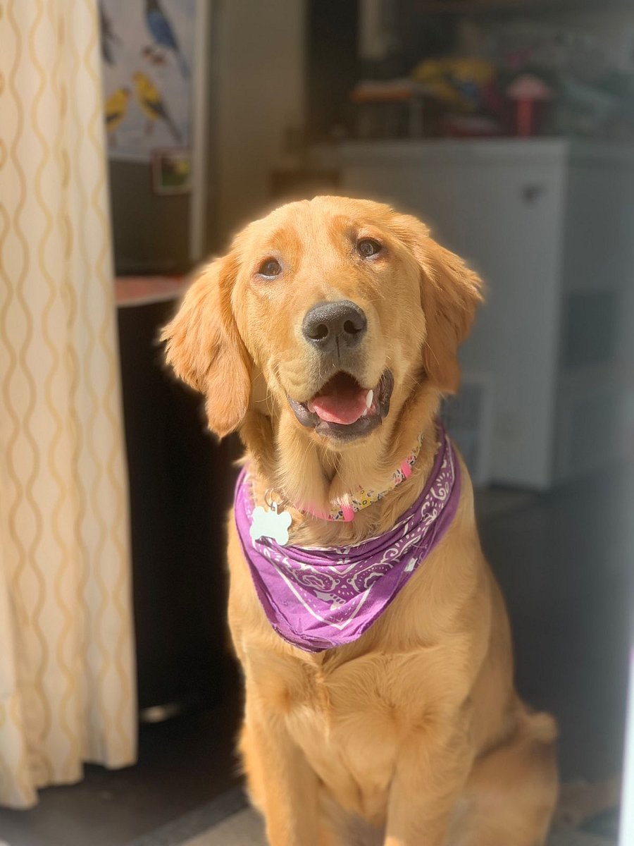 Our Golden Retriever- FRIDA