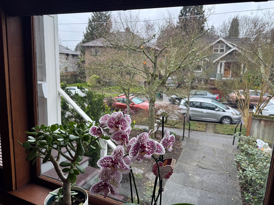 Window from dining room