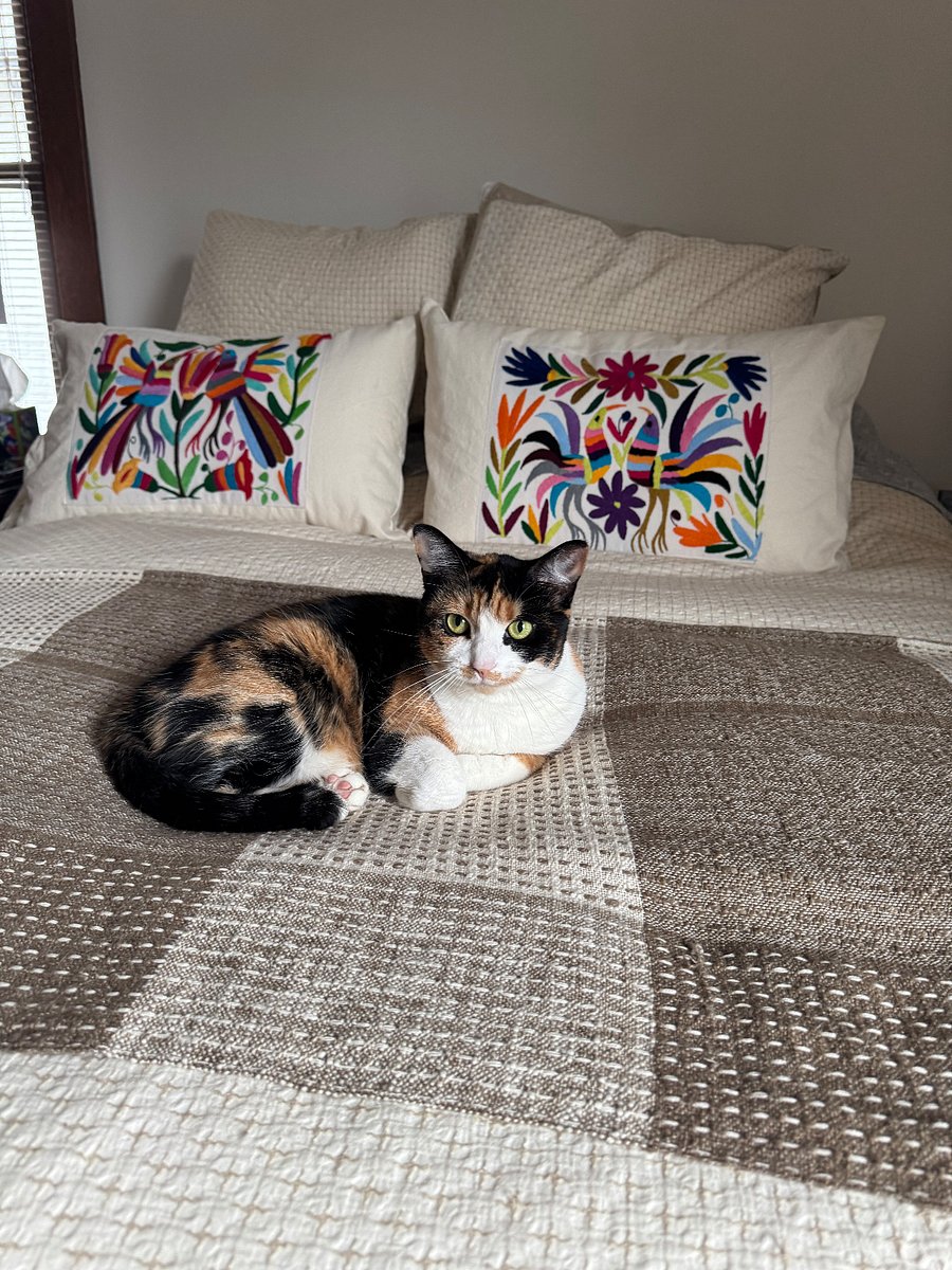 Cat not included :D