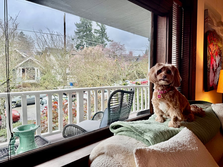 Window from living room.  Dog not included :D