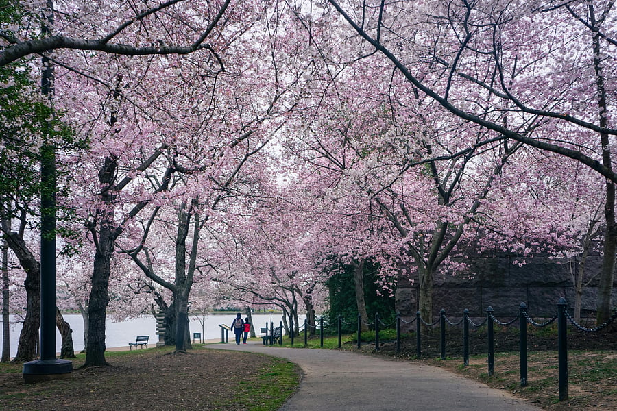 Cherry Blossoms (seasonal) and walking trails on the Waterfront