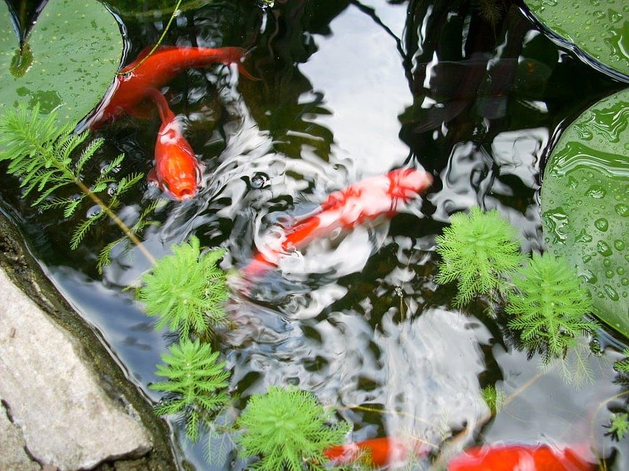 The goldfish are great conversationalists.
