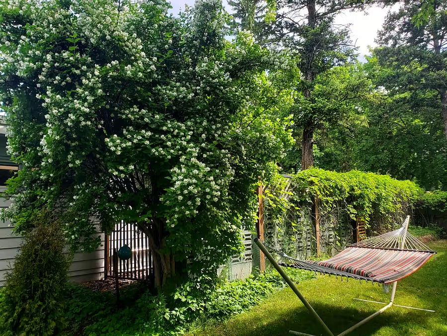 Backyard. The hammock is currently stored away but I can set it up if you would like