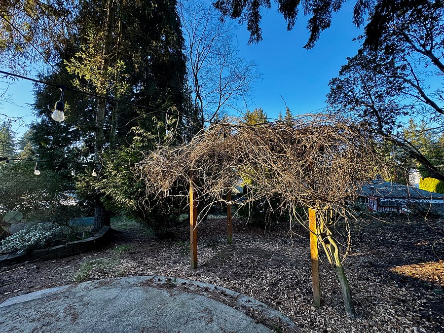The backyard offers a large concrete patio and these wisteria will be bursting with bright green leaves and beautiful lavender blossoms in spring.