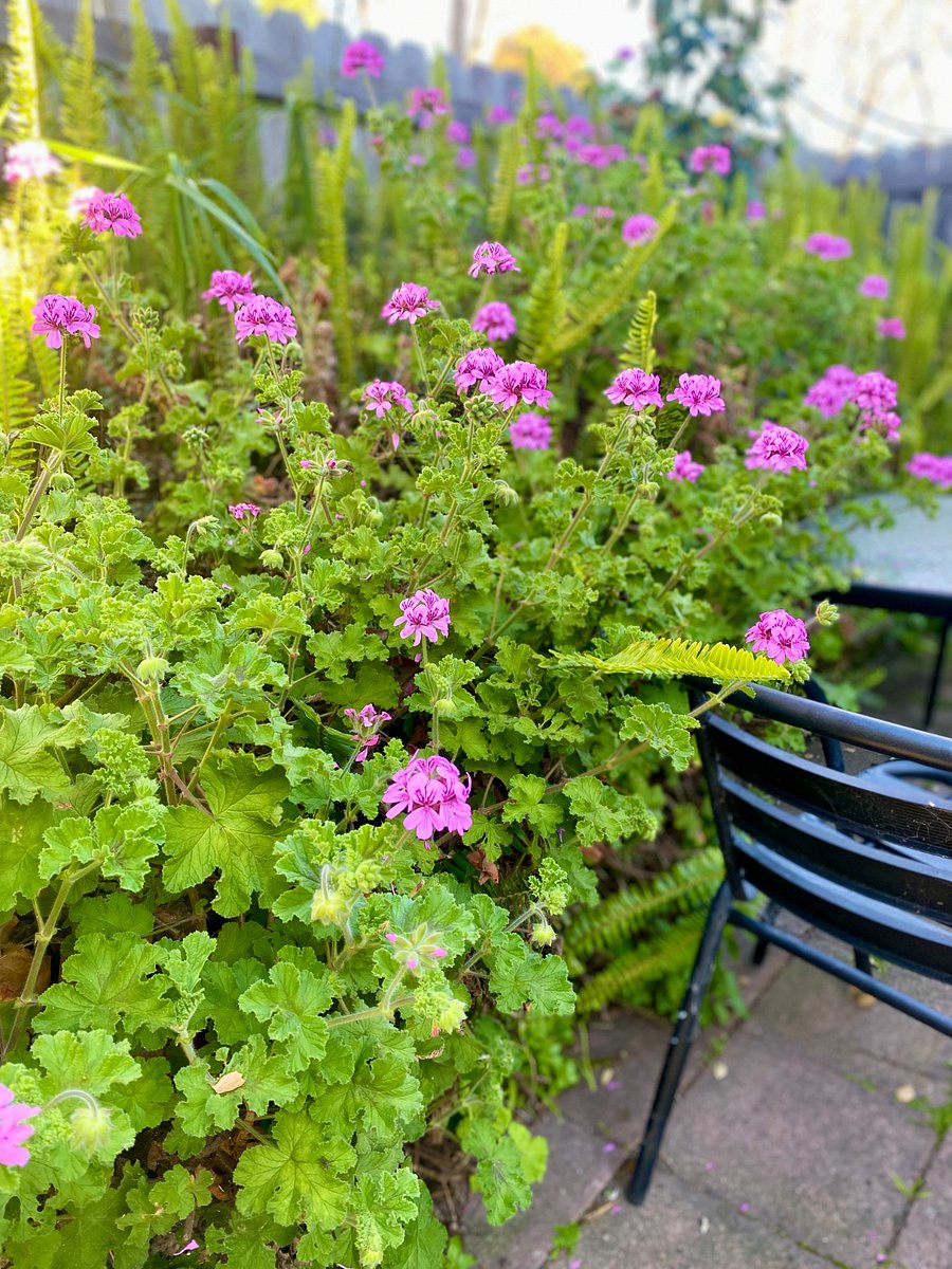 Private Fenced Garden