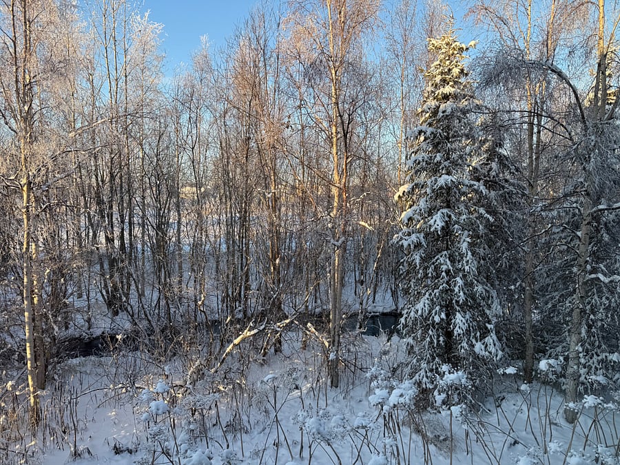 backyard view from living area
