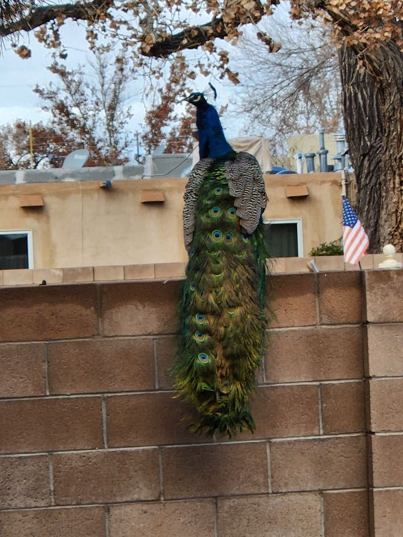 Free range Peacocks