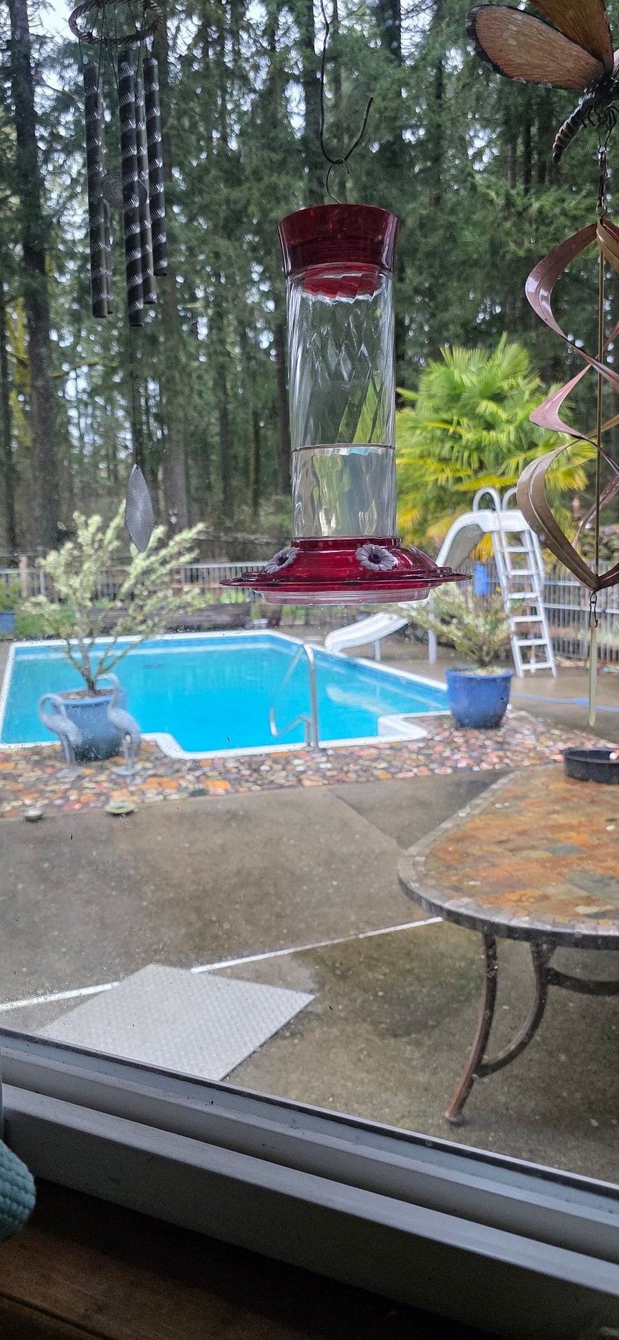 Backyard1