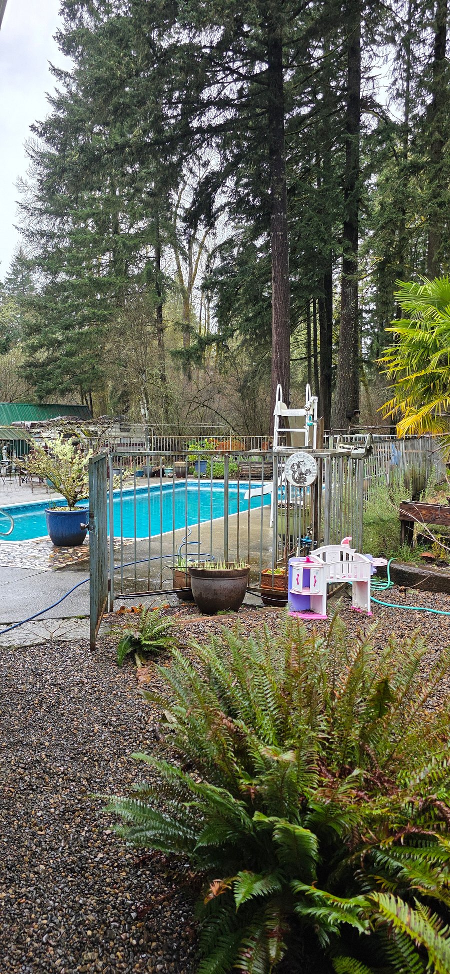 Backyard2
