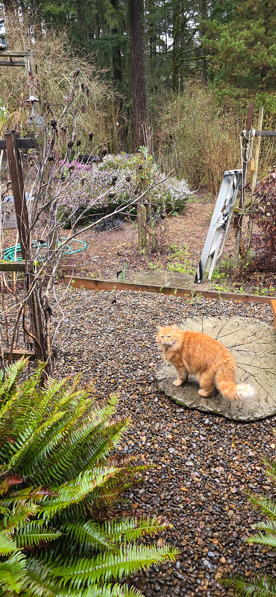 Backyard3