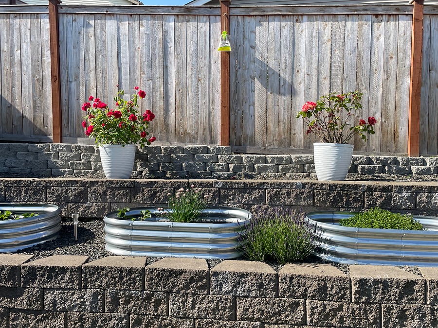Multiple raised flower beds and roses