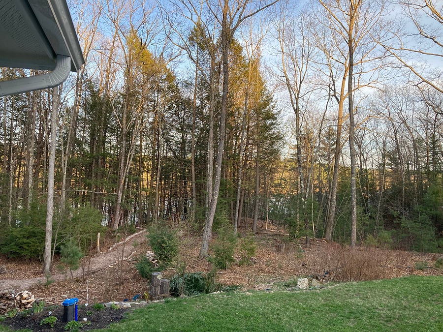 Path through wooded backyard to the river