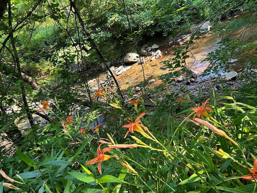Along the Rivanna Trail - Meadow Creek