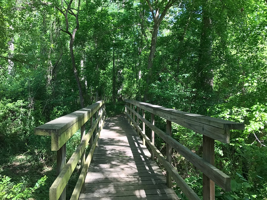 Along the Rivanna Trail