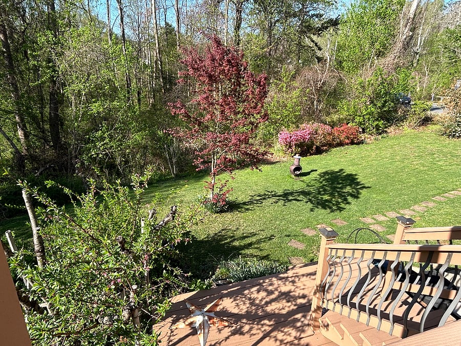 Side yard backing up to the Rivanna Trail