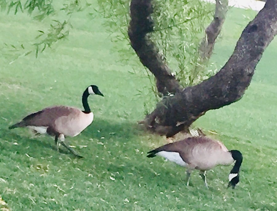 The resort has two Canadian citizens which reside year around.  The female can't fly distance anymore.  Her boyfriend keep her company year around 