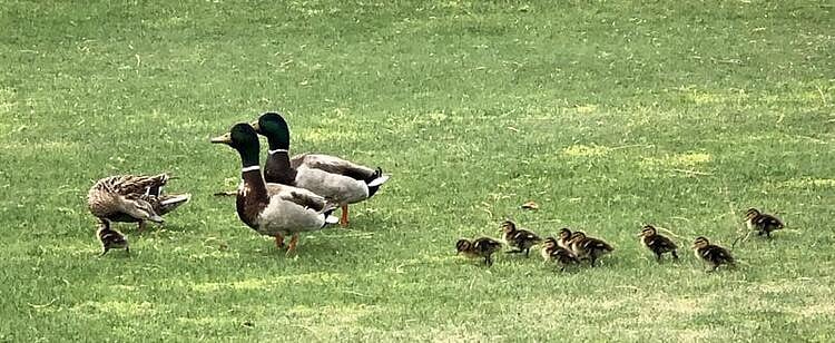 The ducks and local road runners like to check in on residence.