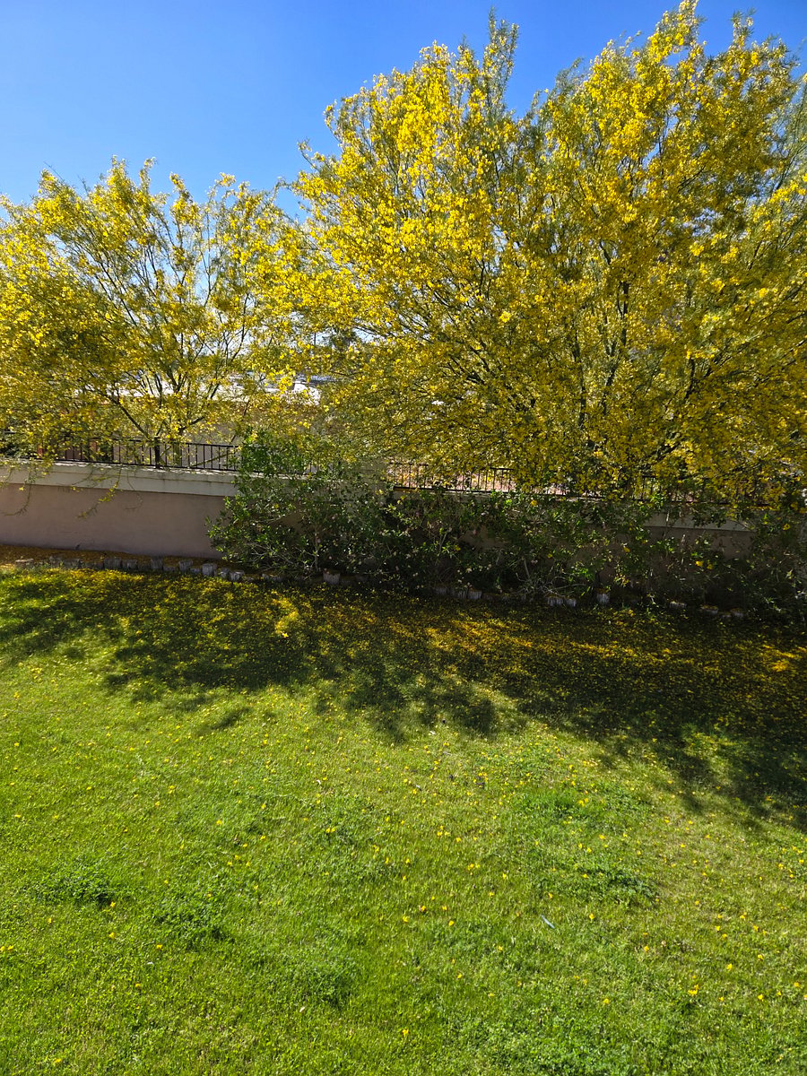 Large grassy backyard