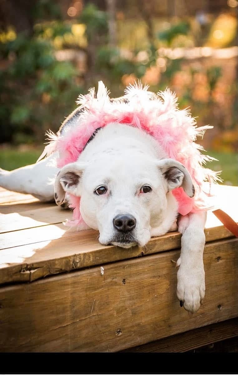 Soon to be 12. Once a therapy dog that nursed patients in hospitals and medical settings. Sweet and calm. Will smile at you. 