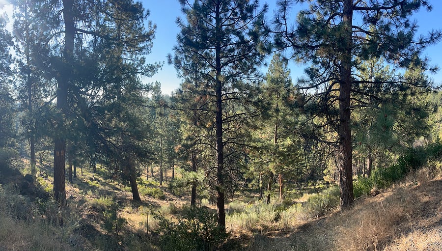 Morning view from patio