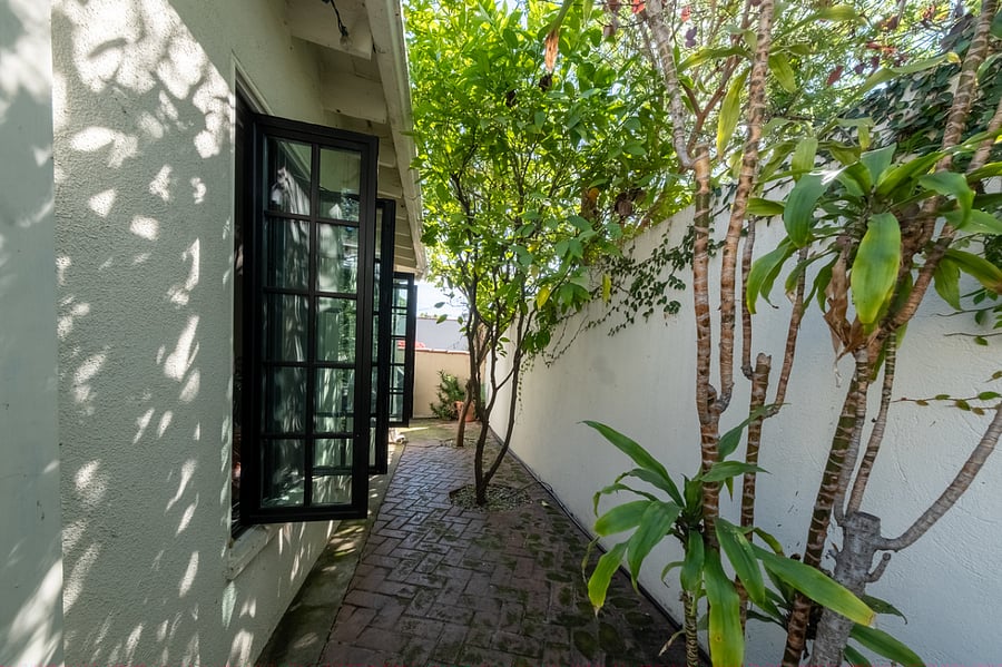 Backyard lemon trees