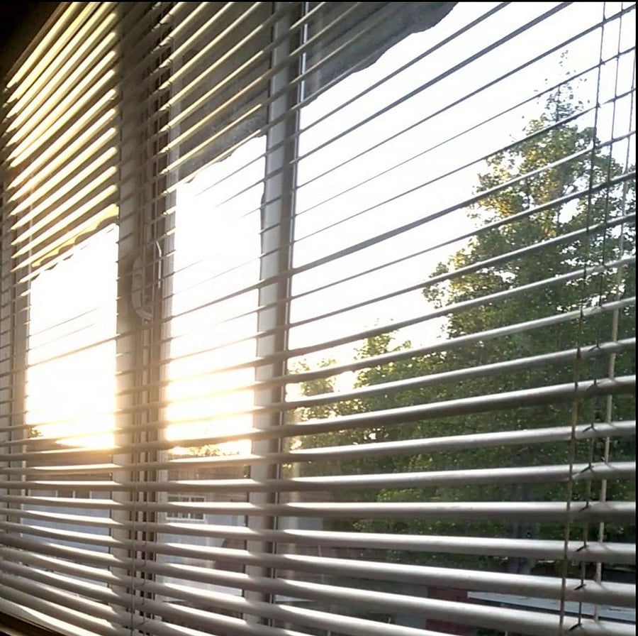 View of Trees and Sunset