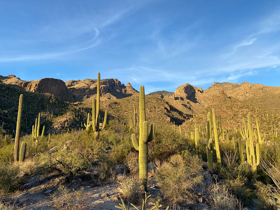 Nearby Hiking - Finger Rock Trail - Explore a forest of towering saguaro cacti, just a 7 minute drive from the condo.