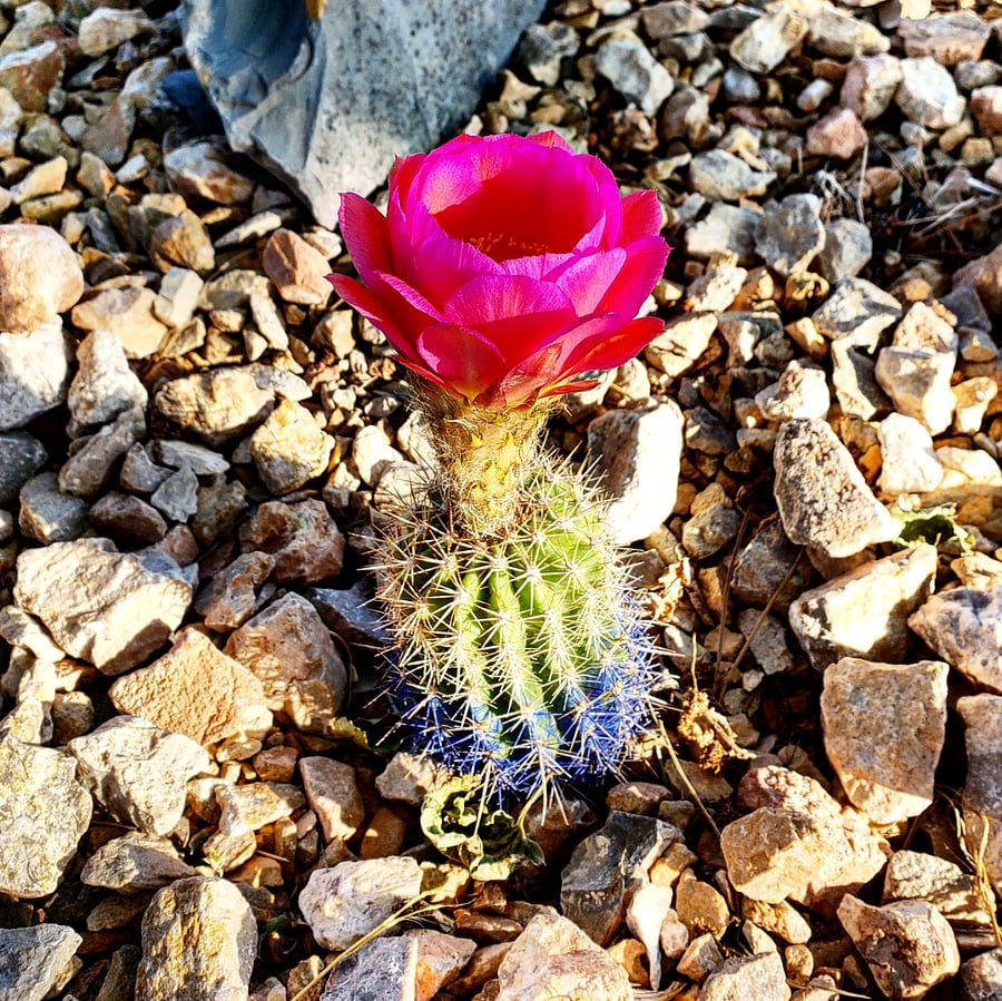 Desert rock garden in front yard