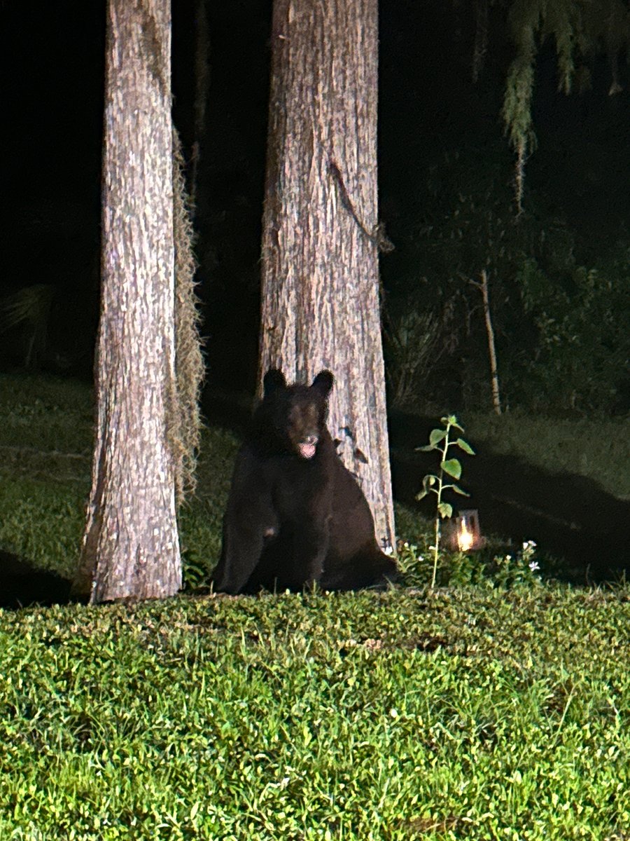 Wildlife 