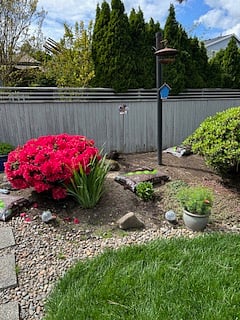 Backyard 4