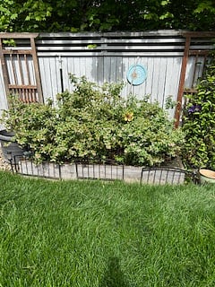 Backyard 2