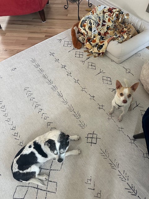 Oliver and Pinto who love visitors if you are up for a visit.