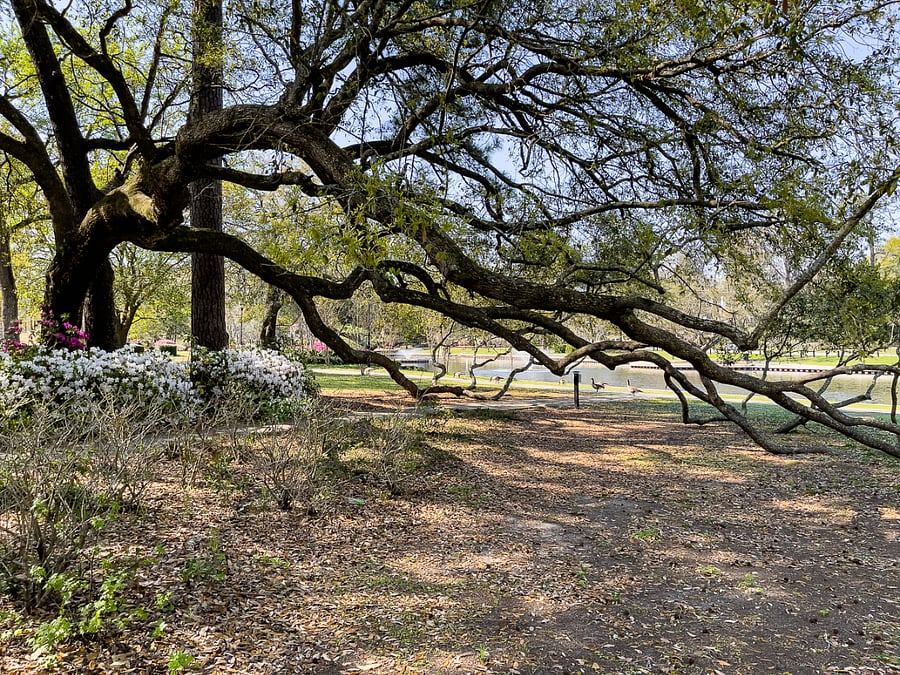 This is another shot from Quarterman Park. You can see the pond and geese in the background if you look closely.