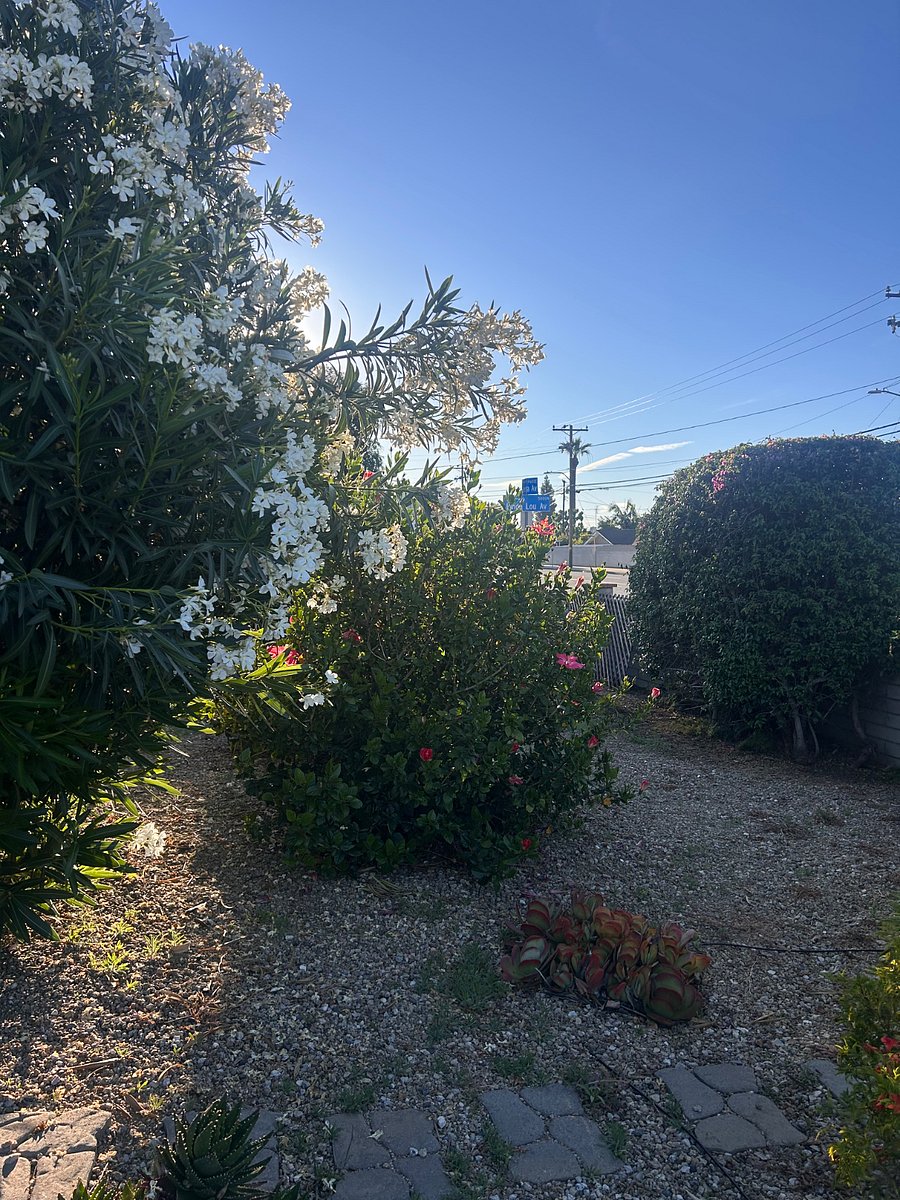Front yard