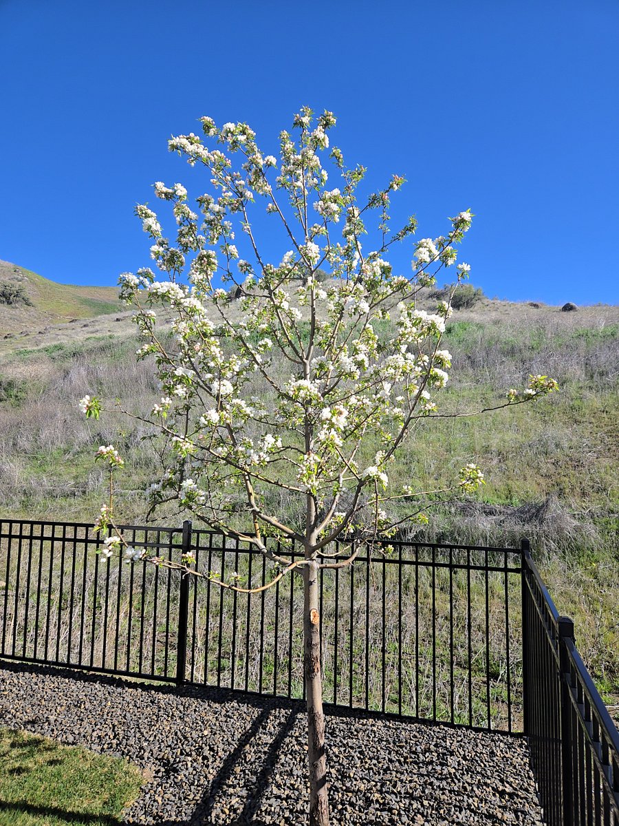 A new tree is blooming on the east side of the backyard, offering a private view of the Idaho foothills.