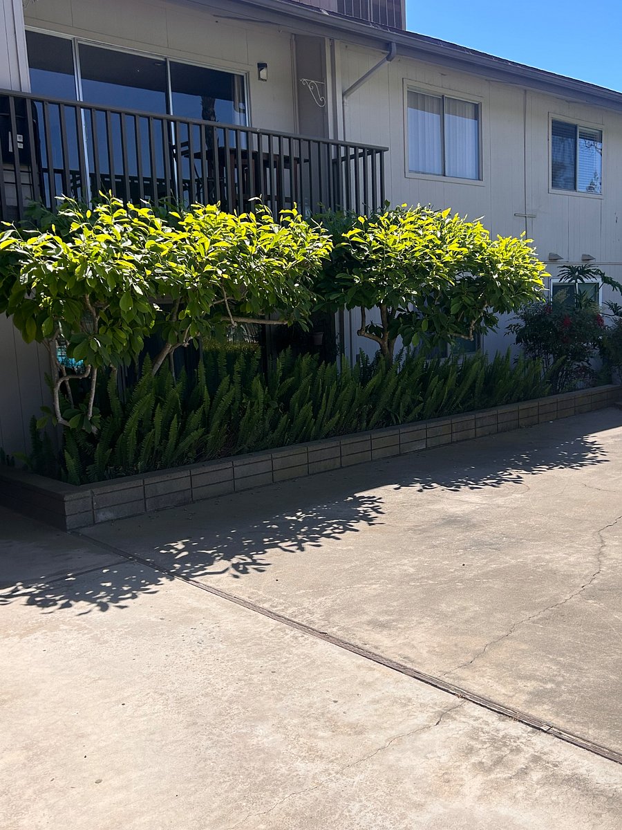 Small back patio with fern and two Magnolia trees