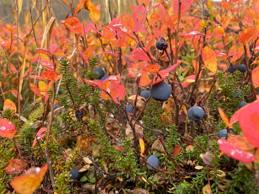 Blueberry patches behind the house