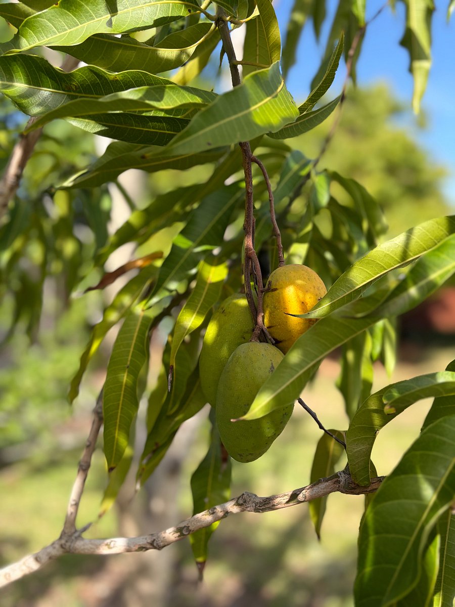 One of our 2 mango trees in the backyard. Mango season is May/June/July! 