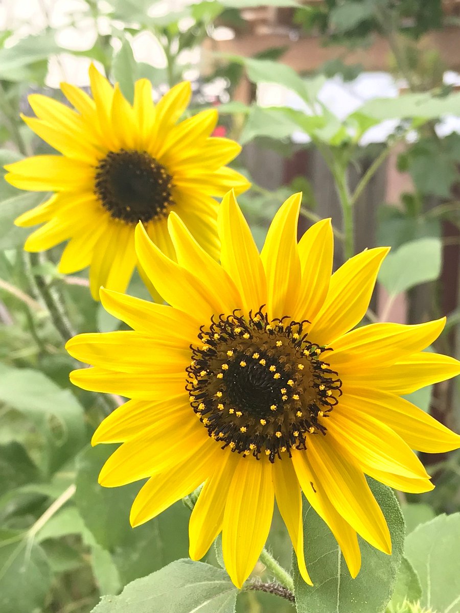 Sunflowers in the backyard when the time is right!