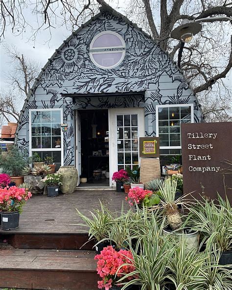 Tillery Street Plant Company is a wonderful space to see what grows best depending on the time of year! I have pots that you can use to grow anything that makes you happy. :)