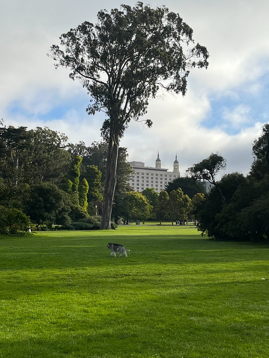Gorgeous Robin Williams Meadow, next to Hippie Hill in Golden Gate Park (10 minute walk)