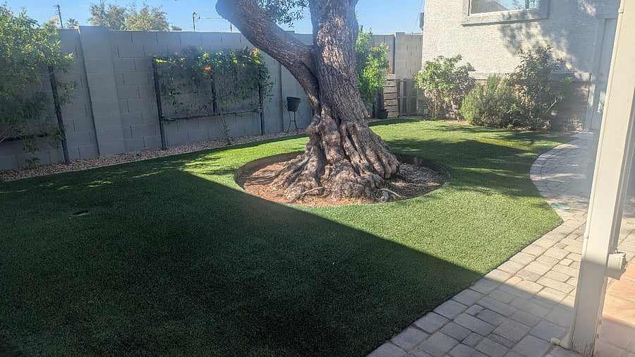 Back yard
