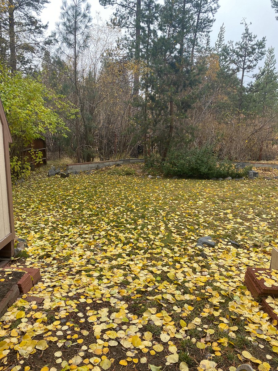 Part of Backyard