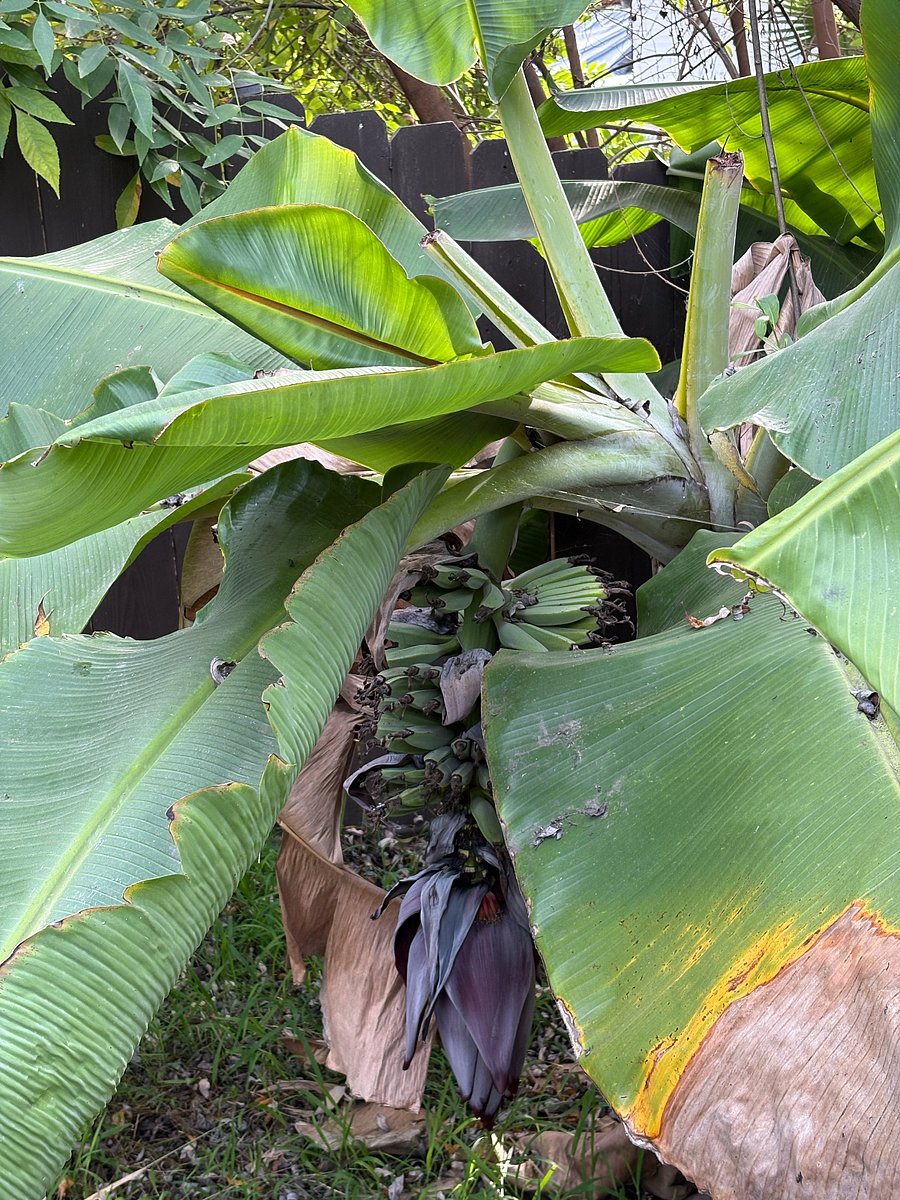 The backyard features numerous fruit trees including this banana tree. 