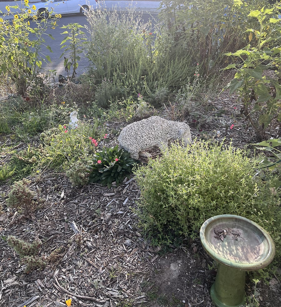 The front yard is full of plants.