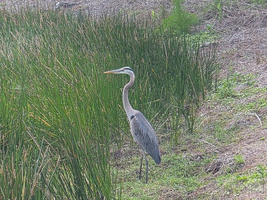 Always different wildlife on the grounds, this is a heron
