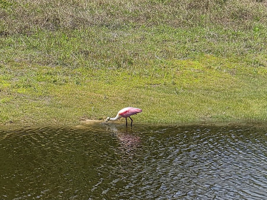 Rose spoonbill seen on walk through the grounds
